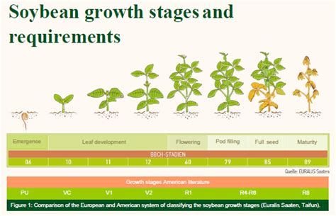 Soybean Plant Growth Stages