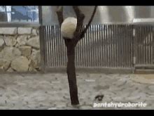 Clumsy GIFs | Tenor