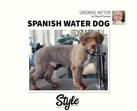 Spanish Water Dog Style | Groomer to Groomer
