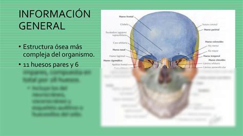 SOLUTION: Anatomia topografica de cabeza y cuello universidad de ciencias y artes de chiapas ...