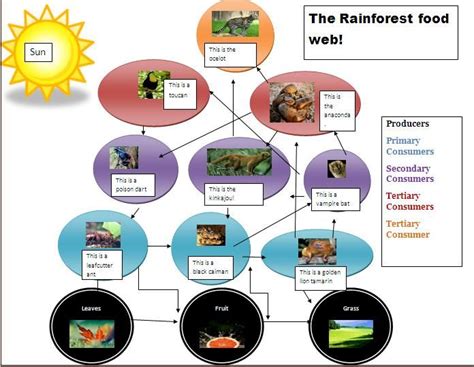 tropical rainforest food web - Google Search | July themes ...