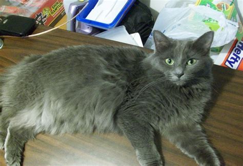 Nebelung Info, Personality, Pictures, Kittens