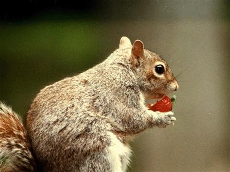 What Do Squirrels Eat? - What our furry little friends find tasty!