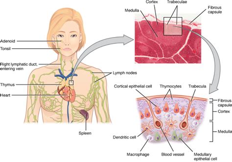 7.1 Anatomy of the Lymphatic and Immune Systems – Fundamentals of Anatomy and Physiology