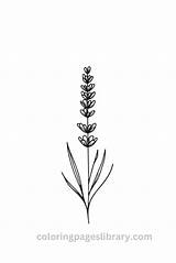Free Printable Lavender Coloring Pages For Kids sketch template