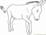 Walking Donkey Coloring Page For Kids  Free Printable sketch template