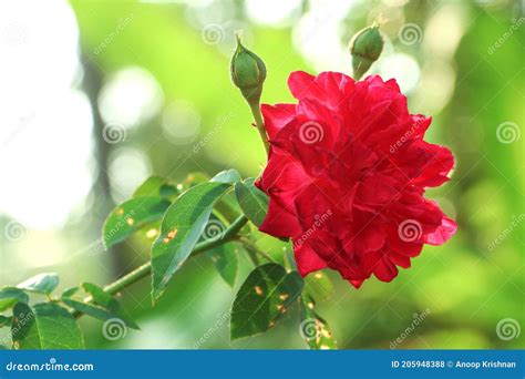 Rose Flower Blur Background Stock Photo - Image of love, simple: 205948388