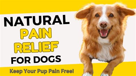 Natural Pain Relief for Dogs [Holistic Canine Comfort]