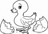 Small Baby Duck Broken Egg Coloring Page – Wecoloringpagecom sketch template