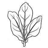 Premium Photo  Simple Spinach coloring page For Kids sketch template