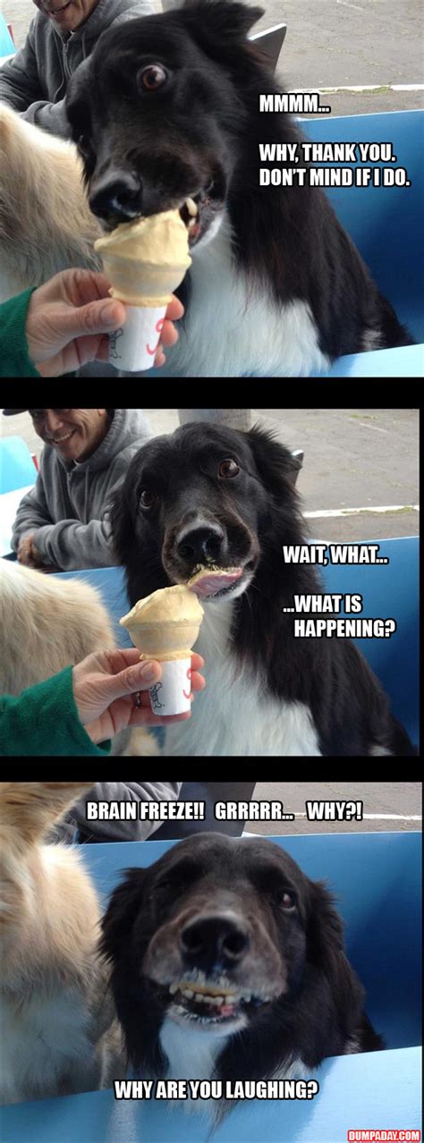 dog eats ice cream brain freeze - Dump A Day