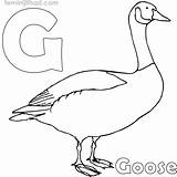 Goose Coloring Pages PDF  Coloringfoldercom sketch template
