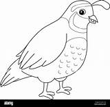 Quail Animal Coloring Page For Kids Stock Vector Image & Art  Alamy sketch template