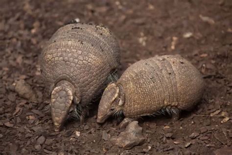 Armadillo Lifecycle - Worldwide Nature