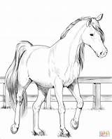 Realistic Horses Coloring Pages  Home sketch template