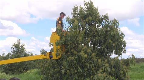 Avocado harvest off to a slow start – NBN News