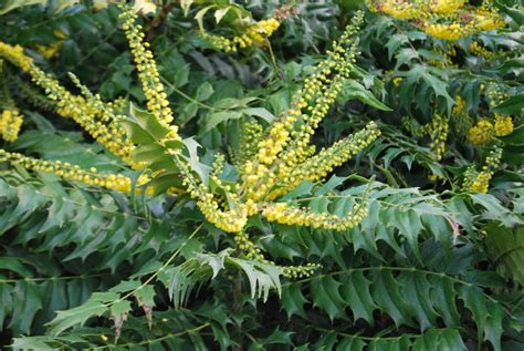 Mahonia Japonica. Garden Shrubs for Sale . Letsgoplanting.co.uk