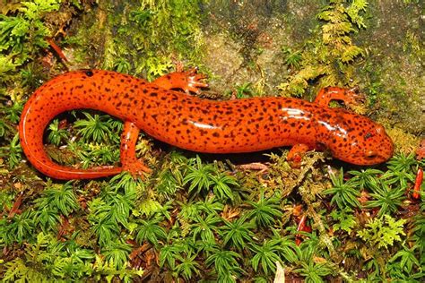 red fire salamander - Google Search | Tiere