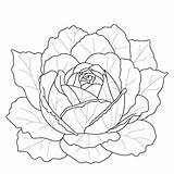 Premium Vector  Hand Drawn cabbage coloring Page Illustration sketch template