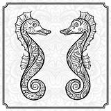 Coloring seahorse Vector Art Stock Images  Depositphotos sketch template