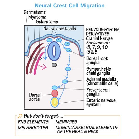 Embryology Glossary: Neural Crest Cell Migration | Draw It to Know It