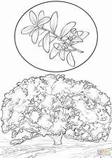 Coloring Page Oak Tree At GetDrawings  Free Download sketch template