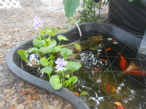 The Water Hyacinth's were a beautiful addition to our pond...