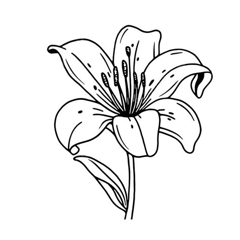 Lily Flower Drawing Free Lines Art Clip Art Outline Sketch Vector, Flower Drawing, Wing Drawing ...