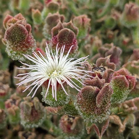 Common Ice-plant (Mesembryanthemum crystallinum) – Weeds of Melbourne