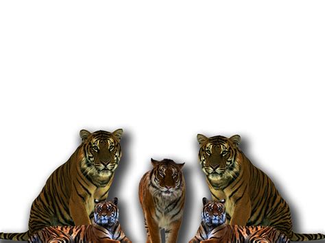 Tiger Render PNG File
