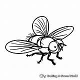 Fly Coloring Pages  Free & Printable sketch template
