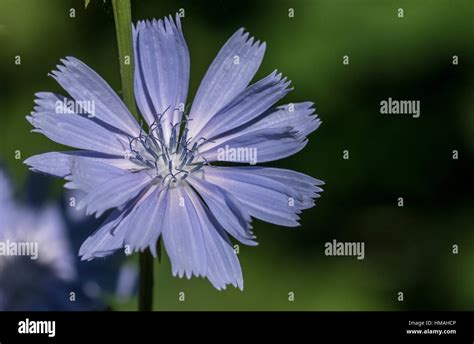 Delicate light blue flowers hi-res stock photography and images - Alamy