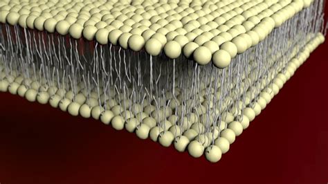 Lipid Bilayer Definition