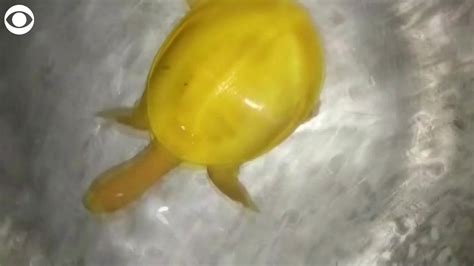 WEB EXTRA: Yellow Turtle Found In India - YouTube