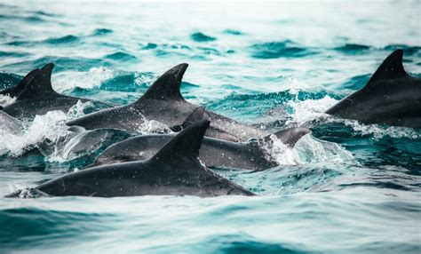 Super pod of dolphins spotted racing along coast - News Without Politics