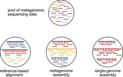 11 De novo Genome Assembly – Introduction to Ancient Metagenomics