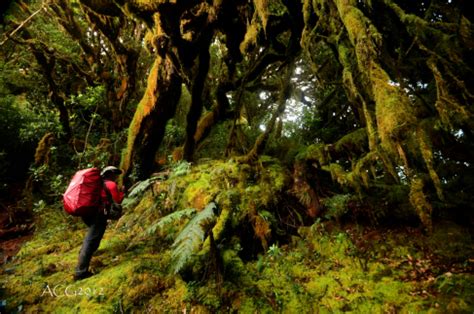 Mt. Kitanglad and Mt.Dulang-dulang Traverse Trekking | Mt Apo Adventures