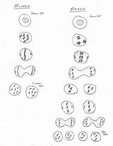 Meiosis Coloring Worksheet sketch template