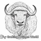 Musk Ox Coloring Pages  Free & Printable sketch template