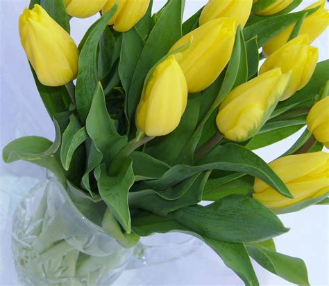 White Garden Events | White gardens, Tulip bouquet, Yellow tulips