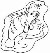 Baby Manatee Coloring Page  Free Printable Coloring Pages For Kids sketch template