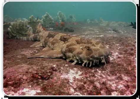 Spotted Wobbegong – Facts, Size, Diet, Pictures