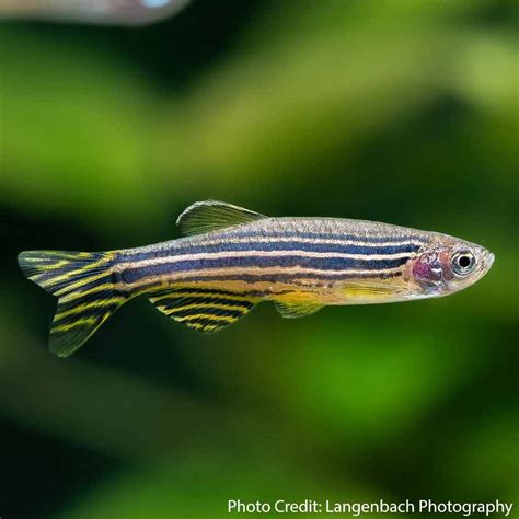 Zebra Danio (Danio rerio) - McMerwe - Cape Town - South Africa