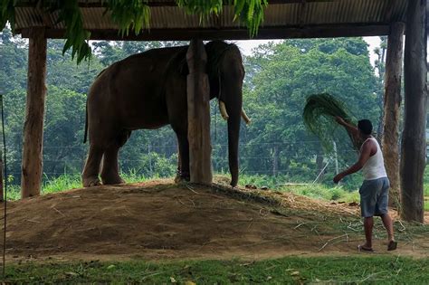 Elephant Food Feeding in Sauraha | Unique Wildlife Experience