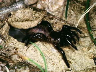 Trapdoor Spider Facts | Trapdoor Spider Habitat & Diet