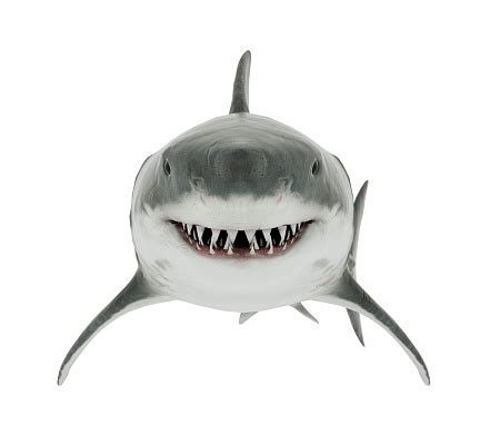 Great White Shark Isolated Front Angle Stock Photo - Download Image Now ...