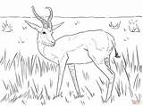 Springbok Rugby Logo Colouring Pages Sketch Coloring Page sketch template