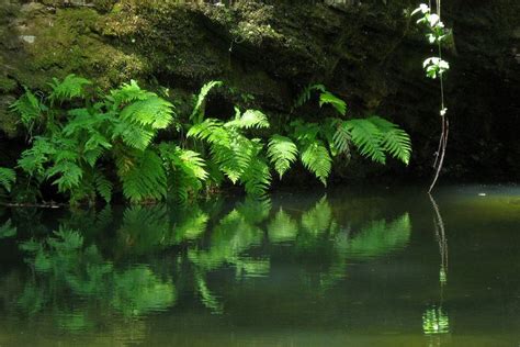 Portola Redwoods State Park - Alchetron, the free social encyclopedia