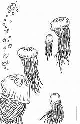 Jelly Fish Coloring Page sketch template