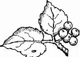 Berries / Berry Coloring Pages To Girls  For Kids sketch template